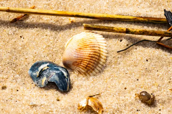 Mavi ve beyaz çizgili küçük bir keşiş yengeci büyük kabukların yanında kaba kum üzerinde sürünür. Sahil hayatı.