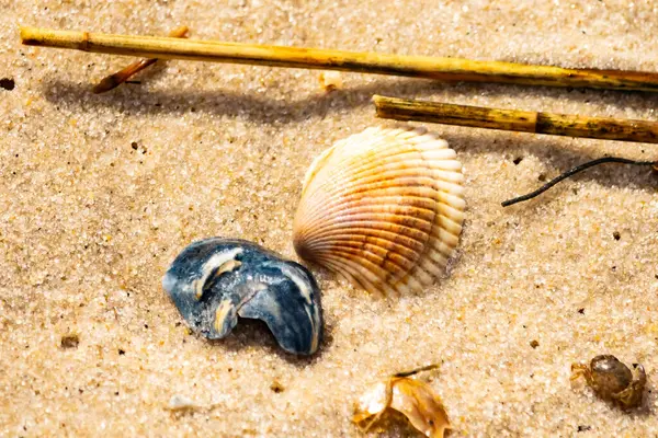 Mavi ve beyaz çizgili küçük bir keşiş yengeci büyük kabukların yanında kaba kum üzerinde sürünür. Sahil hayatı.
