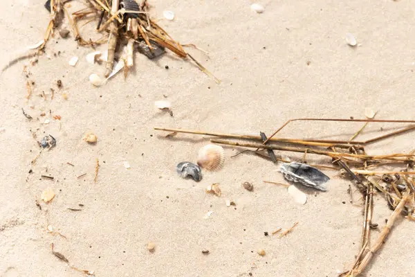 Kabuklu midye kabuğu (muhtemelen Dinokardiyum robüstum) ve koyu mavi bir kabuk parçası dağınık dalları ve enkazları olan kaba kum üzerinde yatar. Plaj dokusu.