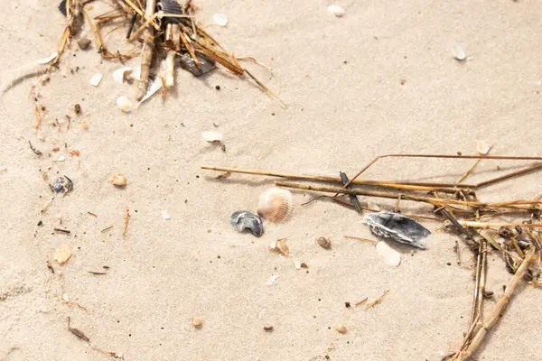 Kabuklu midye kabuğu (muhtemelen Dinokardiyum robüstum) ve koyu mavi bir kabuk parçası dağınık dalları ve enkazları olan kaba kum üzerinde yatar. Plaj dokusu.