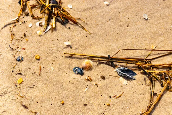 Kabuklu midye kabuğu (muhtemelen Dinokardiyum robüstum) ve koyu mavi bir kabuk parçası dağınık dalları ve enkazları olan kaba kum üzerinde yatar. Plaj dokusu.