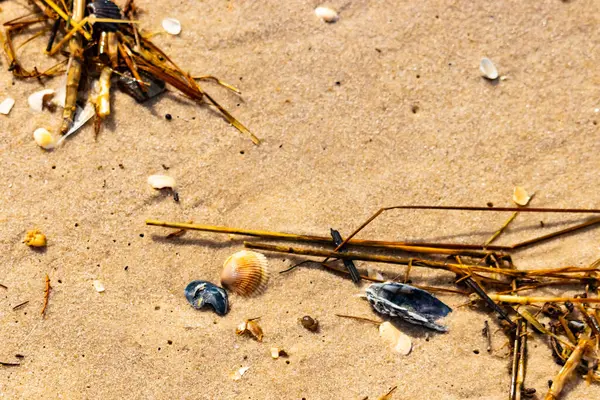 Kabuklu midye kabuğu (muhtemelen Dinokardiyum robüstum) ve koyu mavi bir kabuk parçası dağınık dalları ve enkazları olan kaba kum üzerinde yatar. Plaj dokusu.
