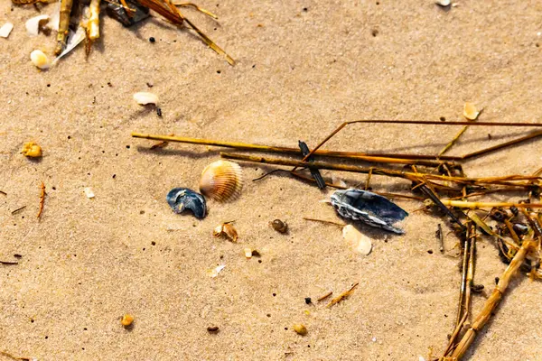 Kabuklu midye kabuğu (muhtemelen Dinokardiyum robüstum) ve koyu mavi bir kabuk parçası dağınık dalları ve enkazları olan kaba kum üzerinde yatar. Plaj dokusu.
