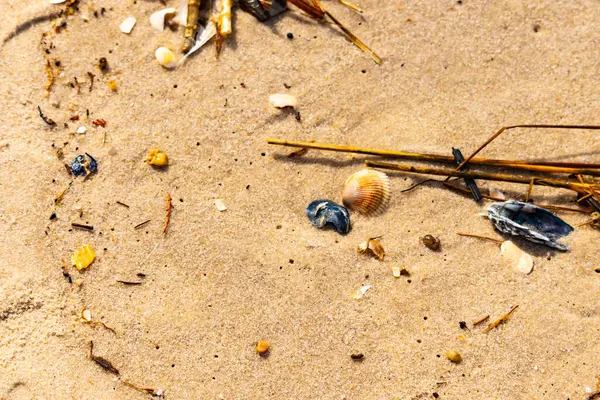 Kabuklu midye kabuğu (muhtemelen Dinokardiyum robüstum) ve koyu mavi bir kabuk parçası dağınık dalları ve enkazları olan kaba kum üzerinde yatar. Plaj dokusu.