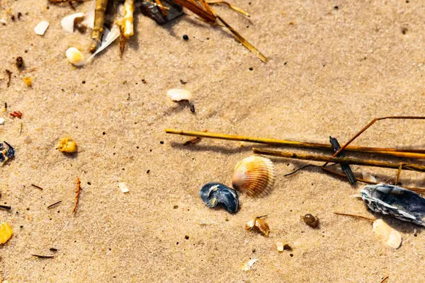 Kabuklu midye kabuğu (muhtemelen Dinokardiyum robüstum) ve koyu mavi bir kabuk parçası dağınık dalları ve enkazları olan kaba kum üzerinde yatar. Plaj dokusu.