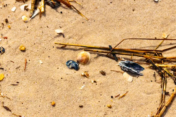Kabuklu midye kabuğu (muhtemelen Dinokardiyum robüstum) ve koyu mavi bir kabuk parçası dağınık dalları ve enkazları olan kaba kum üzerinde yatar. Plaj dokusu.