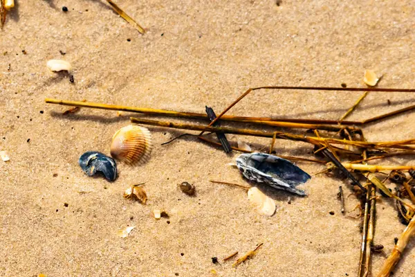 Kabuklu midye kabuğu (muhtemelen Dinokardiyum robüstum) ve koyu mavi bir kabuk parçası dağınık dalları ve enkazları olan kaba kum üzerinde yatar. Plaj dokusu.