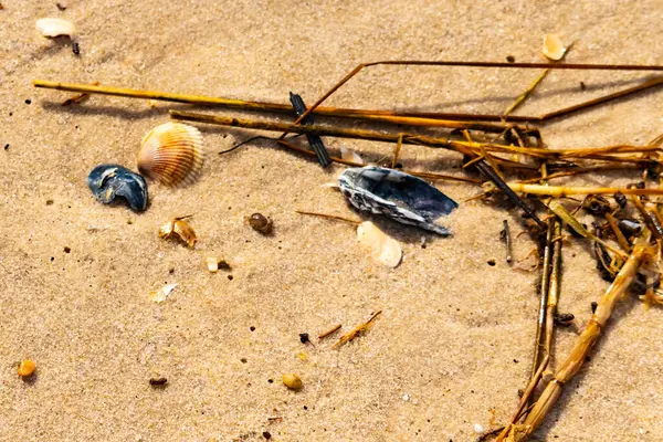 Kabuklu midye kabuğu (muhtemelen Dinokardiyum robüstum) ve koyu mavi bir kabuk parçası dağınık dalları ve enkazları olan kaba kum üzerinde yatar. Plaj dokusu.