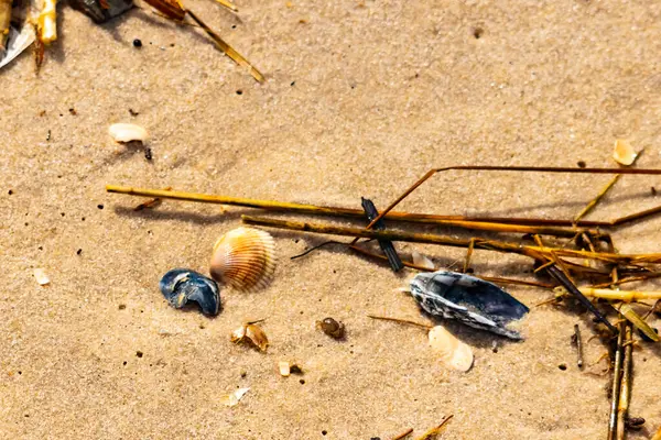 Kabuklu midye kabuğu (muhtemelen Dinokardiyum robüstum) ve koyu mavi bir kabuk parçası dağınık dalları ve enkazları olan kaba kum üzerinde yatar. Plaj dokusu.