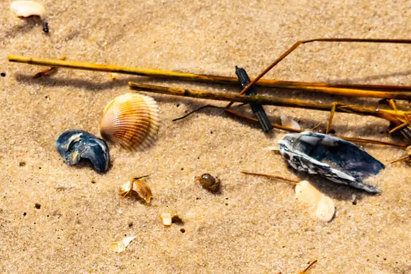 Kabuklu midye kabuğu (muhtemelen Dinokardiyum robüstum) ve koyu mavi bir kabuk parçası dağınık dalları ve enkazları olan kaba kum üzerinde yatar. Plaj dokusu.
