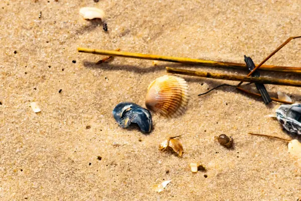 Kabuklu midye kabuğu (muhtemelen Dinokardiyum robüstum) ve koyu mavi bir kabuk parçası dağınık dalları ve enkazları olan kaba kum üzerinde yatar. Plaj dokusu.