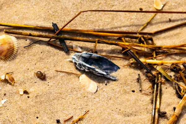 Kabuklu midye kabuğu (muhtemelen Dinokardiyum robüstum) ve koyu mavi bir kabuk parçası dağınık dalları ve enkazları olan kaba kum üzerinde yatar. Plaj dokusu.