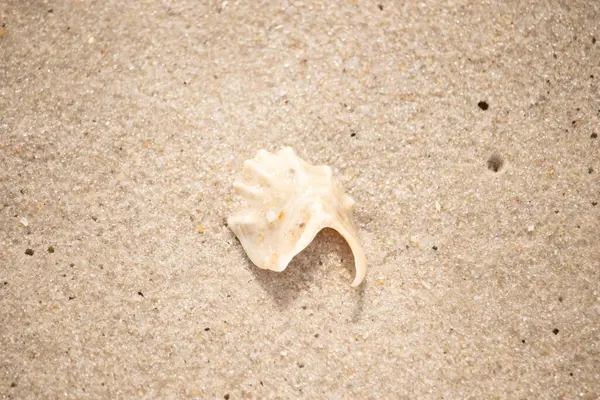 Entrika desenli, açık renkli deniz kabuğu parçası dikenli detaylar kaba, altın kumda yatıyor. Hassas bir sahil keşfine yakın çekim.