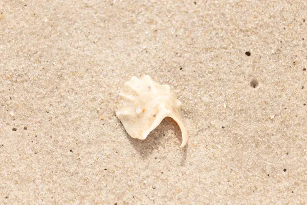 Entrika desenli, açık renkli deniz kabuğu parçası dikenli detaylar kaba, altın kumda yatıyor. Hassas bir sahil keşfine yakın çekim.