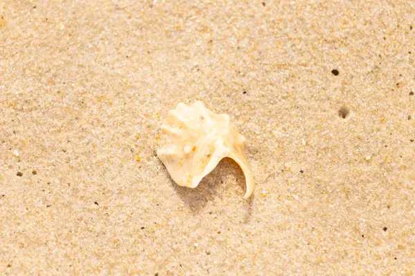 Entrika desenli, açık renkli deniz kabuğu parçası dikenli detaylar kaba, altın kumda yatıyor. Hassas bir sahil keşfine yakın çekim.