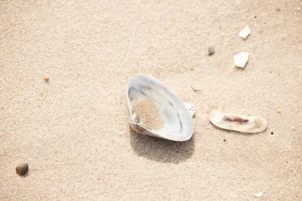 Türlü deniz kabukları desenli altın kuma saçılmış. Okyanus hazinelerinin kıyıya vurduğu yakın plan. Sahil bulguları ve kıyı detayları.