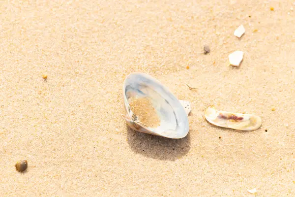 Türlü deniz kabukları desenli altın kuma saçılmış. Okyanus hazinelerinin kıyıya vurduğu yakın plan. Sahil bulguları ve kıyı detayları.
