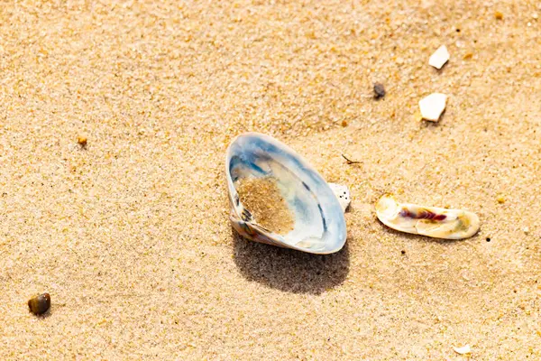 Türlü deniz kabukları desenli altın kuma saçılmış. Okyanus hazinelerinin kıyıya vurduğu yakın plan. Sahil bulguları ve kıyı detayları.