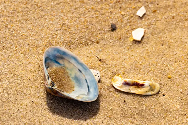 Türlü deniz kabukları desenli altın kuma saçılmış. Okyanus hazinelerinin kıyıya vurduğu yakın plan. Sahil bulguları ve kıyı detayları.