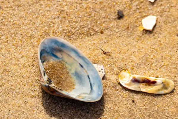 Türlü deniz kabukları desenli altın kuma saçılmış. Okyanus hazinelerinin kıyıya vurduğu yakın plan. Sahil bulguları ve kıyı detayları.