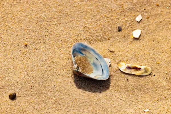 Türlü deniz kabukları desenli altın kuma saçılmış. Okyanus hazinelerinin kıyıya vurduğu yakın plan. Sahil bulguları ve kıyı detayları.