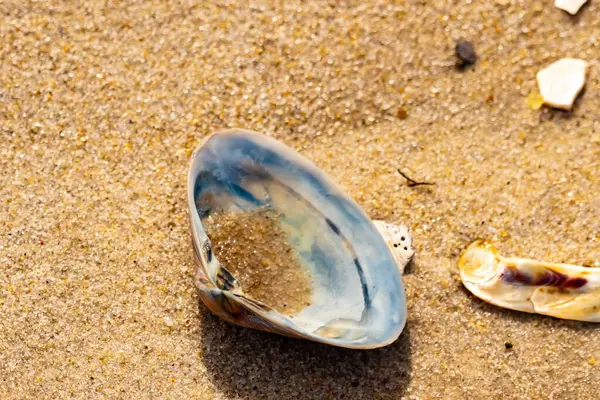 Türlü deniz kabukları desenli altın kuma saçılmış. Okyanus hazinelerinin kıyıya vurduğu yakın plan. Sahil bulguları ve kıyı detayları.