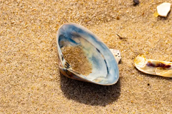 Türlü deniz kabukları desenli altın kuma saçılmış. Okyanus hazinelerinin kıyıya vurduğu yakın plan. Sahil bulguları ve kıyı detayları.