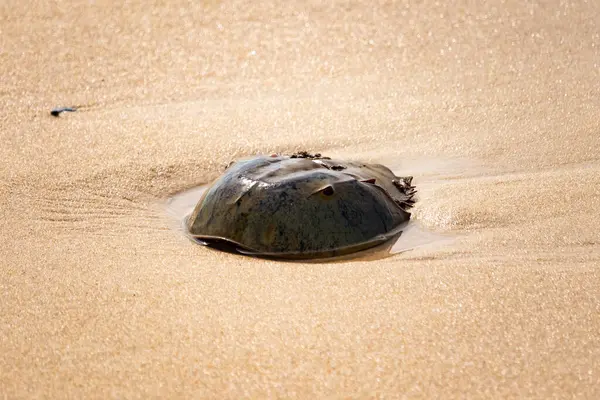 Atlantik at nalı yengeci uçsuz bucaksız kumlu bir sahilde dinleniyor. Kıyıda yalnız bir kadim denizci. Doğanın sonsuz mucizesi.