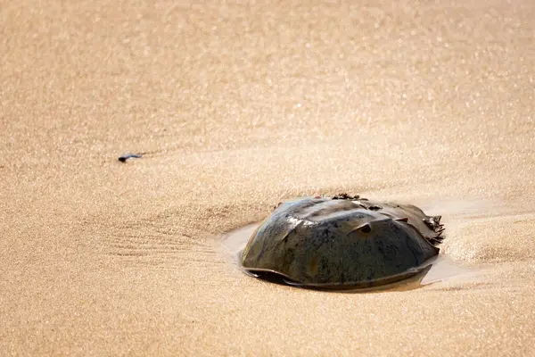 Atlantik at nalı yengeci uçsuz bucaksız kumlu bir sahilde dinleniyor. Kıyıda yalnız bir kadim denizci. Doğanın sonsuz mucizesi.