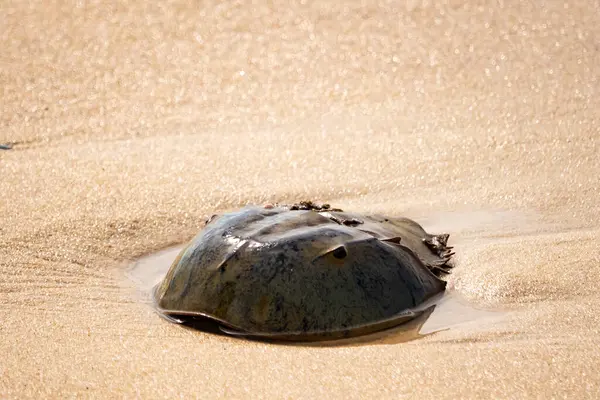 Atlantik at nalı yengeci uçsuz bucaksız kumlu bir sahilde dinleniyor. Kıyıda yalnız bir kadim denizci. Doğanın sonsuz mucizesi.