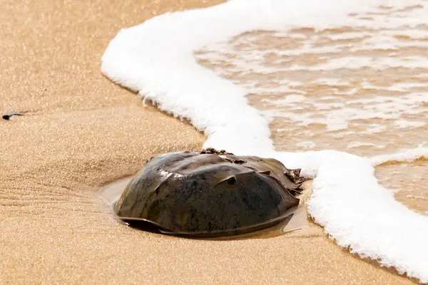 Kumsaldaki at nalı yengeci, okyanus dalgaları tarafından kısmen batırılmış. Antik deniz yaşamının kıyıya vuruşuna bir bakış.