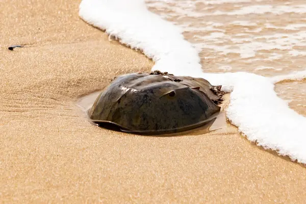 Kumsaldaki at nalı yengeci, okyanus dalgaları tarafından kısmen batırılmış. Antik deniz yaşamının kıyıya vuruşuna bir bakış.