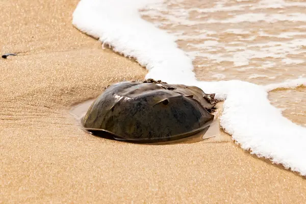 Kumsaldaki at nalı yengeci, okyanus dalgaları tarafından kısmen batırılmış. Antik deniz yaşamının kıyıya vuruşuna bir bakış.