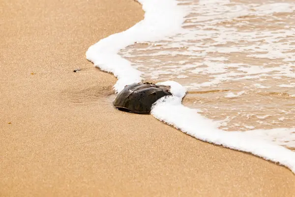 Kumsaldaki at nalı yengeci, okyanus dalgaları tarafından kısmen batırılmış. Antik deniz yaşamının kıyıya vuruşuna bir bakış.