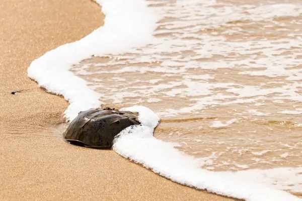Kumsaldaki at nalı yengeci, okyanus dalgaları tarafından kısmen batırılmış. Antik deniz yaşamının kıyıya vuruşuna bir bakış.