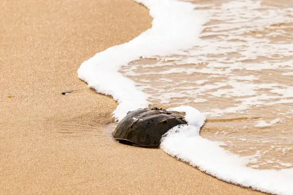 Kumsaldaki at nalı yengeci, okyanus dalgaları tarafından kısmen batırılmış. Antik deniz yaşamının kıyıya vuruşuna bir bakış.