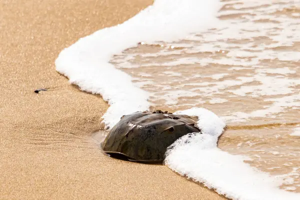 Kumsaldaki at nalı yengeci, okyanus dalgaları tarafından kısmen batırılmış. Antik deniz yaşamının kıyıya vuruşuna bir bakış.