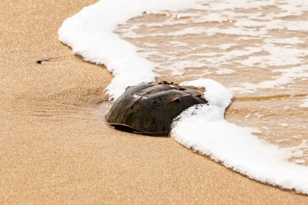 Kumsaldaki at nalı yengeci, okyanus dalgaları tarafından kısmen batırılmış. Antik deniz yaşamının kıyıya vuruşuna bir bakış.