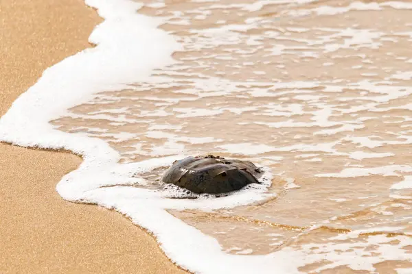 Kumsaldaki at nalı yengeci, okyanus dalgaları tarafından kısmen batırılmış. Antik deniz yaşamının kıyıya vuruşuna bir bakış.
