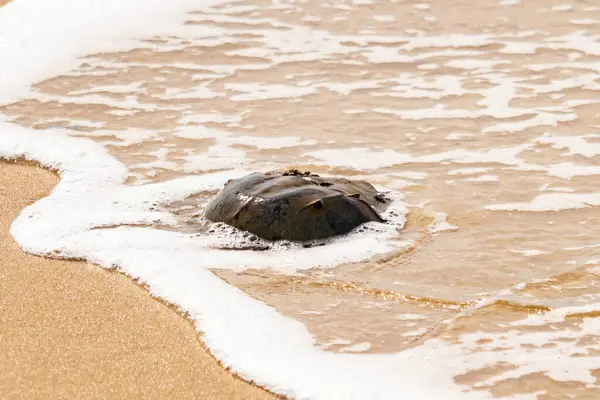 Kumsaldaki at nalı yengeci, okyanus dalgaları tarafından kısmen batırılmış. Antik deniz yaşamının kıyıya vuruşuna bir bakış.