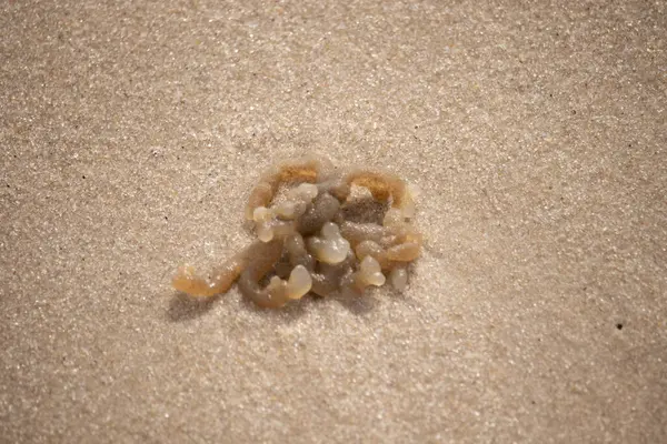 Altın-kahverengi, desenli yosun ya da şeffaf, inciye benzeyen keseleri kaba kum üzerinde duran yosun. Kıyıdaki deniz yaşamına yakın çekim.