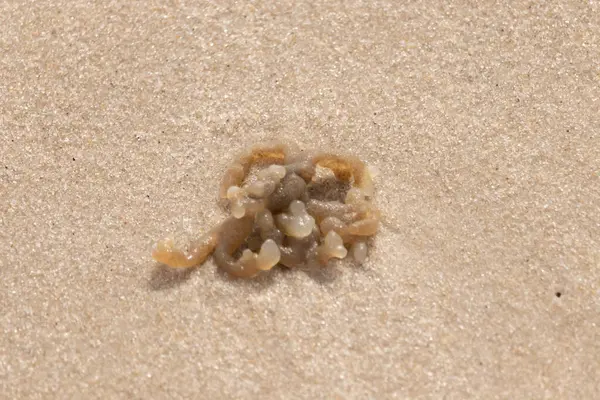 Altın-kahverengi, desenli yosun ya da şeffaf, inciye benzeyen keseleri kaba kum üzerinde duran yosun. Kıyıdaki deniz yaşamına yakın çekim.