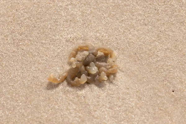 Altın-kahverengi, desenli yosun ya da şeffaf, inciye benzeyen keseleri kaba kum üzerinde duran yosun. Kıyıdaki deniz yaşamına yakın çekim.