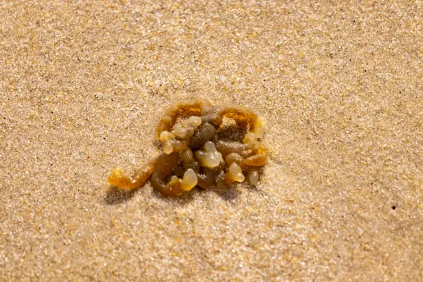 Altın-kahverengi, desenli yosun ya da şeffaf, inciye benzeyen keseleri kaba kum üzerinde duran yosun. Kıyıdaki deniz yaşamına yakın çekim.