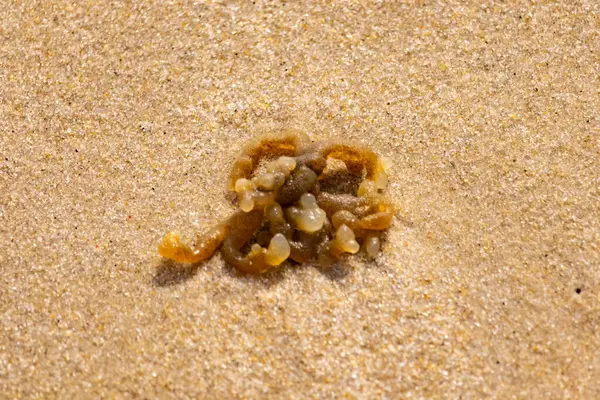 Altın-kahverengi, desenli yosun ya da şeffaf, inciye benzeyen keseleri kaba kum üzerinde duran yosun. Kıyıdaki deniz yaşamına yakın çekim.