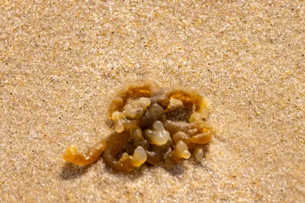 Altın-kahverengi, desenli yosun ya da şeffaf, inciye benzeyen keseleri kaba kum üzerinde duran yosun. Kıyıdaki deniz yaşamına yakın çekim.