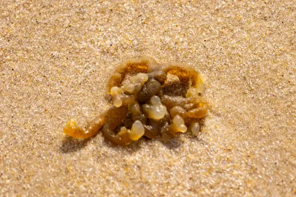 Altın-kahverengi, desenli yosun ya da şeffaf, inciye benzeyen keseleri kaba kum üzerinde duran yosun. Kıyıdaki deniz yaşamına yakın çekim.