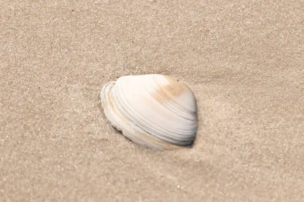 Issız beyaz deniz kabuğu kaba, açık kahverengi kum üzerinde dinleniyor. Doğal dokuları ve sakin bir havası olan basit bir sahil sahnesi..