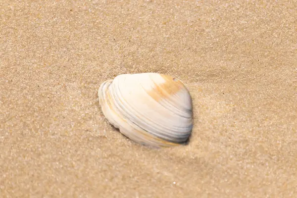 Issız beyaz deniz kabuğu kaba, açık kahverengi kum üzerinde dinleniyor. Doğal dokuları ve sakin bir havası olan basit bir sahil sahnesi..