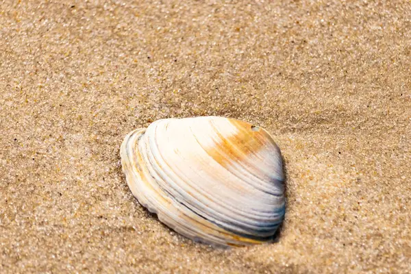 Issız beyaz deniz kabuğu kaba, açık kahverengi kum üzerinde dinleniyor. Doğal dokuları ve sakin bir havası olan basit bir sahil sahnesi..